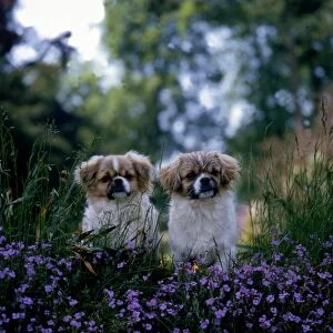 Tibetan Spaniel Puppies