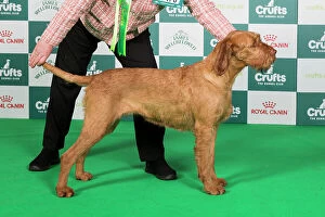 Crufts 2024 Canvas Print Collection: Crufts 2024 Best of Breed Gundog Group