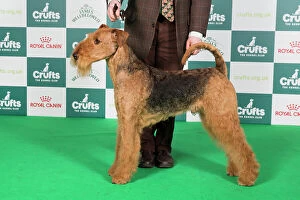 Crufts 2024 Photographic Print Collection: Crufts 2024 Best of Breed Terrier Group