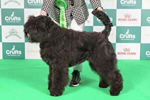 Crufts 2024 Jigsaw Puzzle Collection: Crufts 2024 Best of Breed Working Group