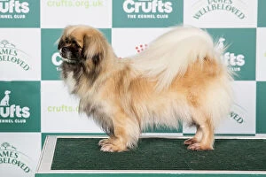 Crufts 2024 Fine Art Print Collection: Crufts 2024 Best of Breed Utility Group