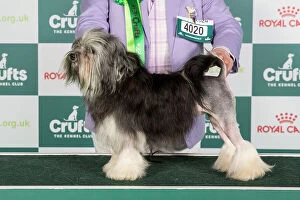 Crufts 2024 official photos 7th March - 10th March: Crufts 2024 Best of Breed Toy Group