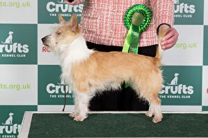 Crufts 2024 official photos 7th March - 10th March: Crufts 2024 Best of Breed Hound Group