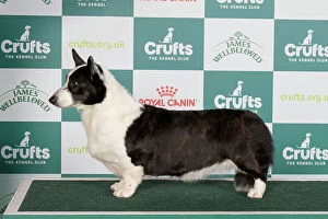 Crufts 2024 Photographic Print Collection: Crufts 2024 Best of Breed Pastoral Group