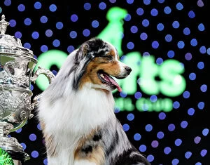 Crufts 2024 Jigsaw Puzzle Collection: Crufts 2024 images (BeatMedia)