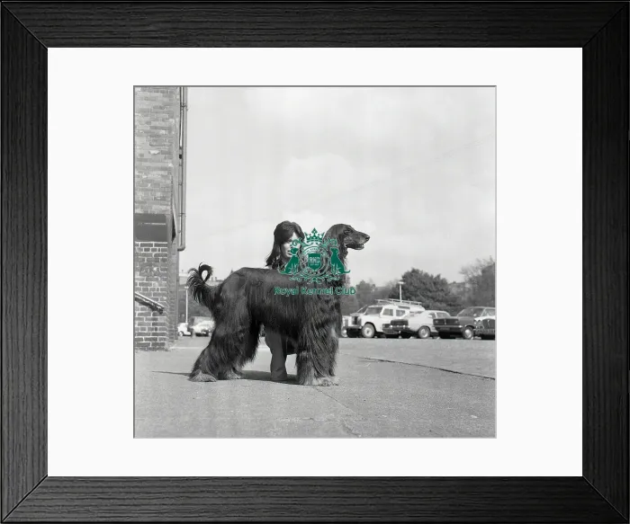 Framed Print : Afghan Hound