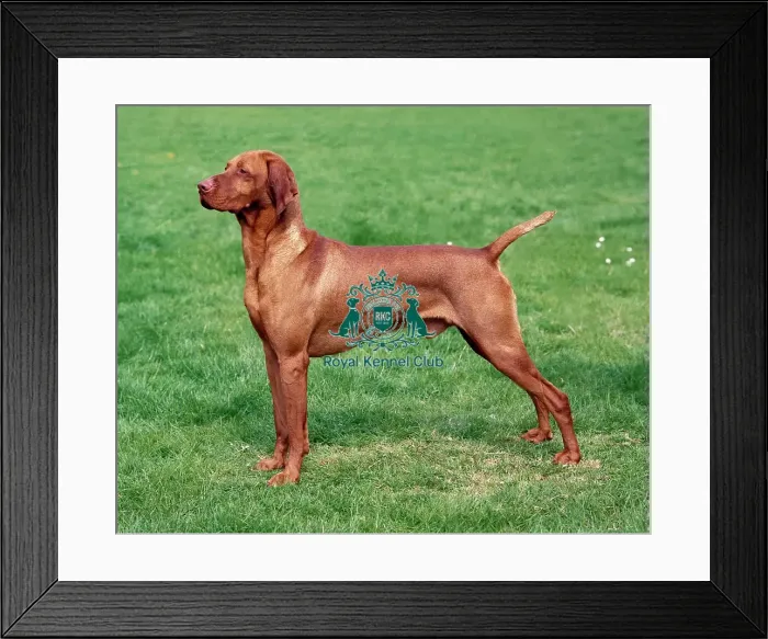 Framed Print : Hungarian Vizsla Framed Print : Hungarian Vizsla