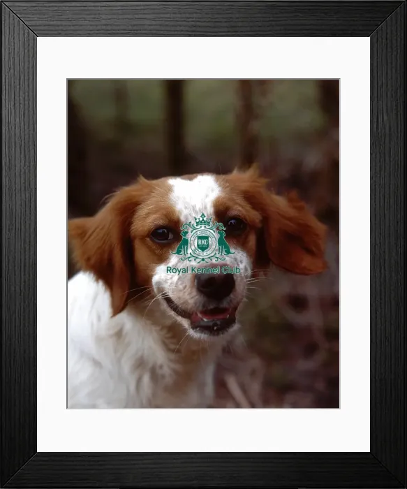Framed Print : Brittany. app-sg