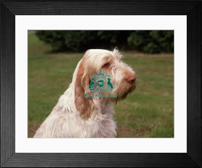 Framed Print : Italian Spinone Framed Print : Italian Spinone