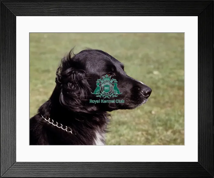 Framed Print : Large Munsterlander Framed Print : Large Munsterlander