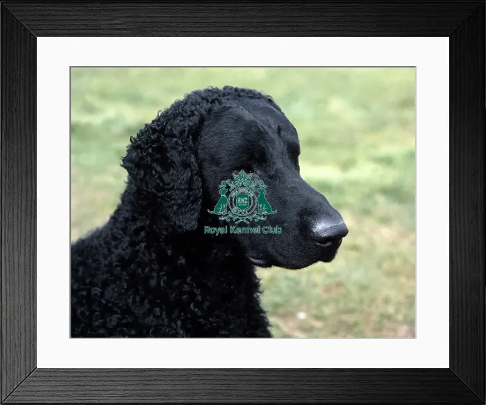 Framed Print : Retriever (Curly Coated)