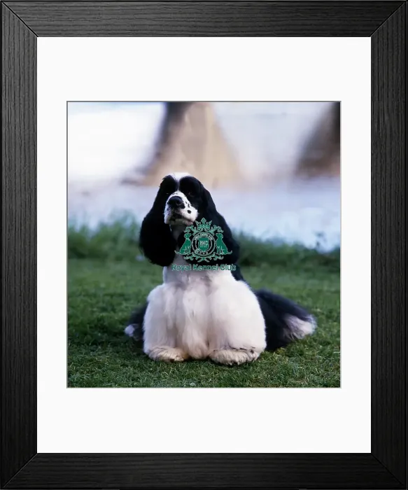 Framed Print : Spaniel (American Cocker)