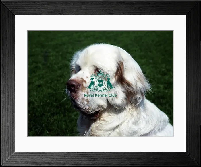 Framed Print : Spaniel (Clumber) Framed Print : Spaniel (Clumber)