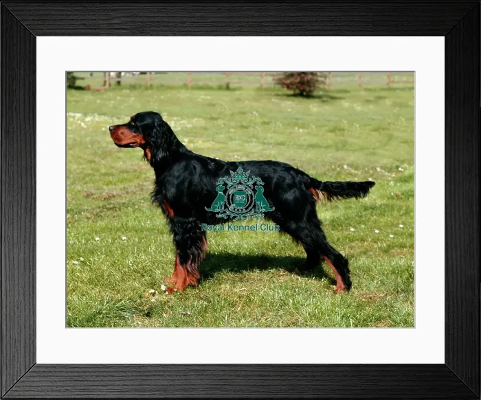 Framed Print : Gordon Setter