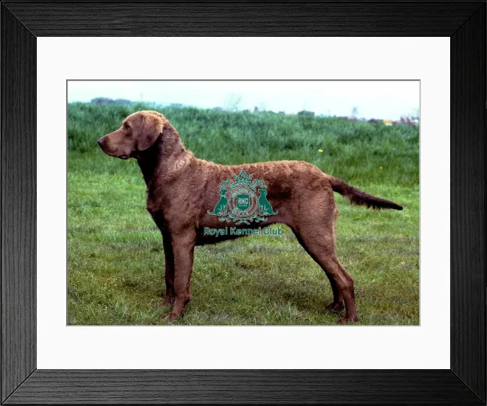 Framed Print : Retriever (Chesapeake Bay) Framed Print : Retriever (Chesapeake Bay)