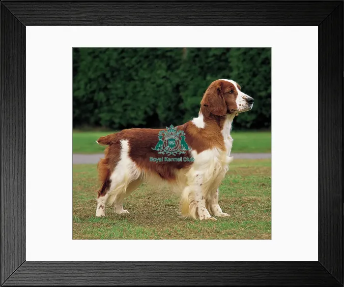 Framed Print : Spaniel (Welsh) Framed Print : Spaniel (Welsh)
