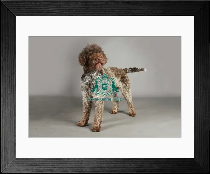 Framed Print : lagotto romagnolo Framed Print : lagotto romagnolo