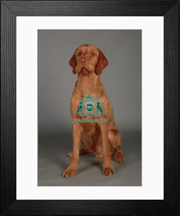 Framed Print : Hungarian Wirehaired Vizsla Framed Print : Hungarian Wirehaired Vizsla
