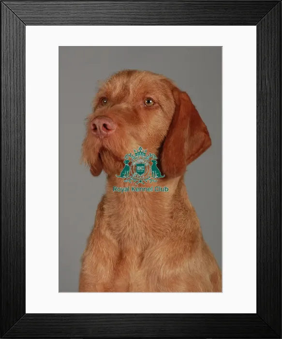 Framed Print : Hungarian Wirehaired Vizsla