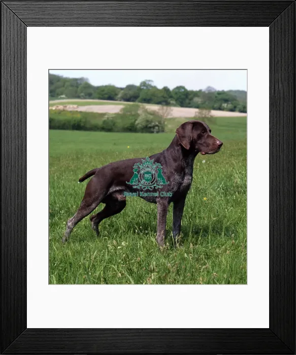 Framed Print : German Shorthaired Pointer Framed Print : German Shorthaired Pointer
