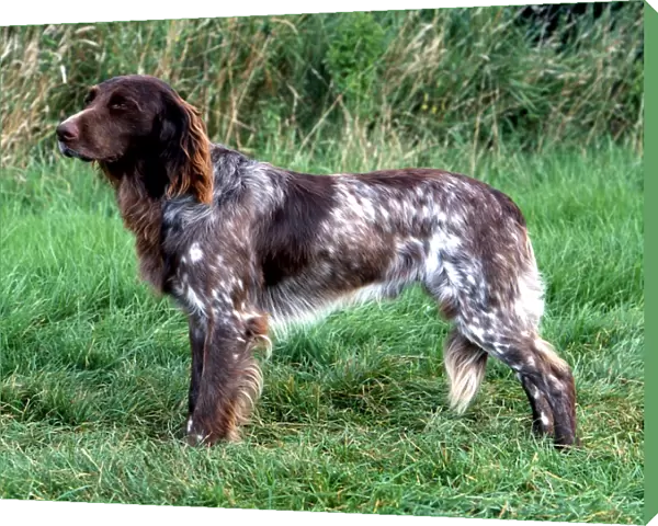 German Longhaired Pointer (Noncc)