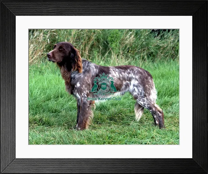 Framed Print : German Longhaired Pointer (Noncc)