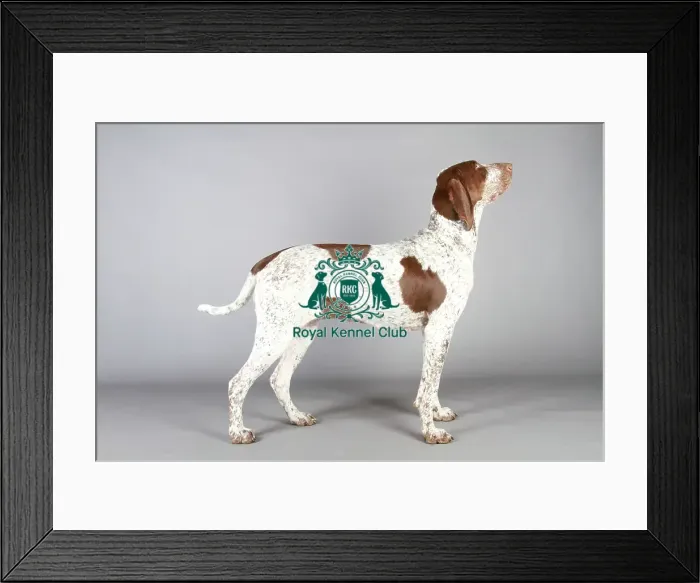 Framed Print : Bracco Italiano (Noncc) Framed Print : Bracco Italiano (Noncc)