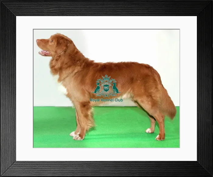 Framed Print : Retriever (Nova Scotia Dug Tolling) Framed Print : Retriever (Nova Scotia Dug Tolling)