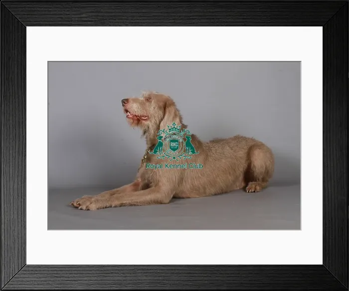Framed Print : Slovakian Rough Haired Pointer (Imp)