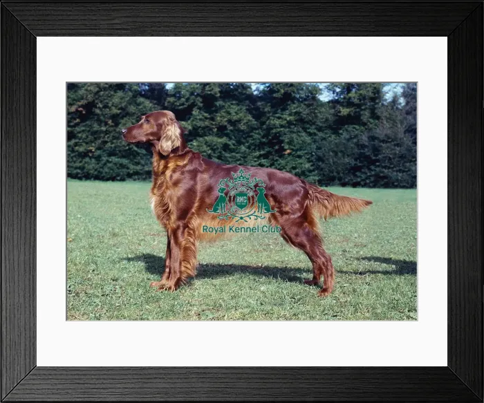 Framed Print : Irish Setter Framed Print : Irish Setter