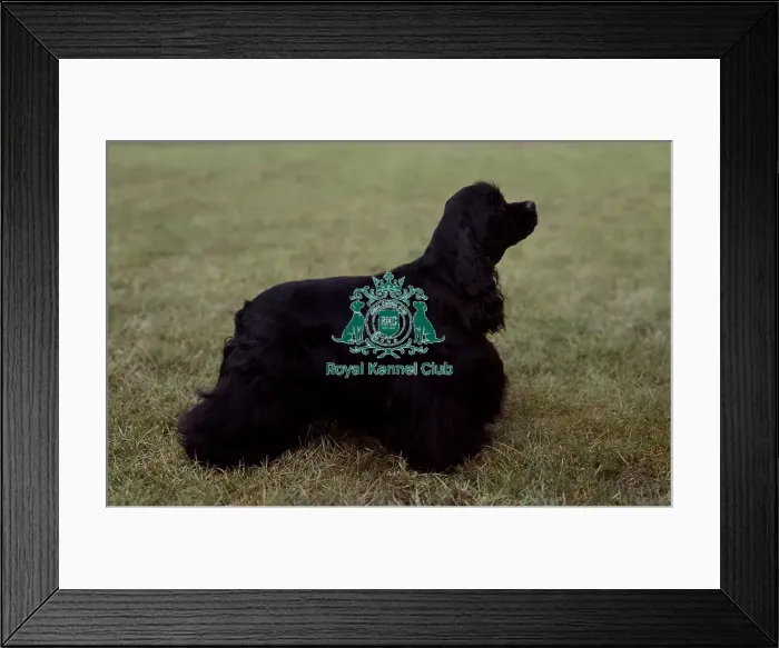 Framed Print : Spaniel (American Cocker)