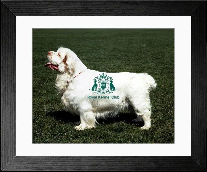 Framed Print : Spaniel (Clumber) Framed Print : Spaniel (Clumber)