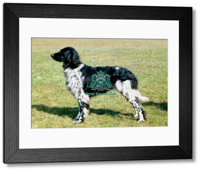 Framed Print : Large Munsterlander