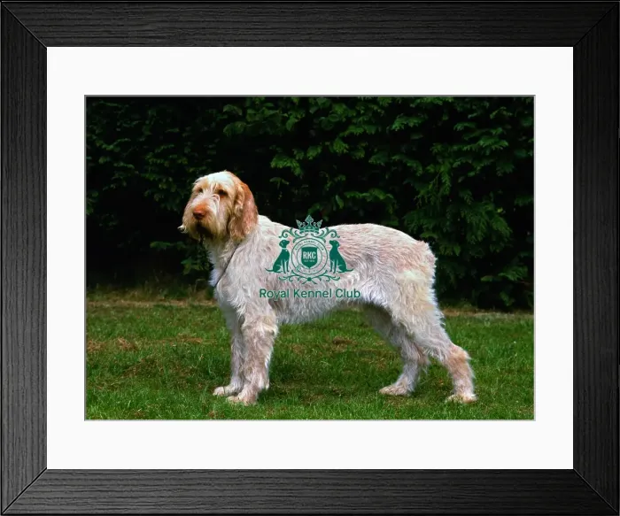Framed Print : Italian Spinone Framed Print : Italian Spinone