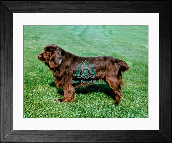 Framed Print : Spaniel (Sussex)