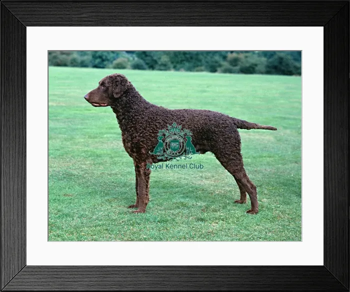 Framed Print : Retriever (Curly Coated) Framed Print : Retriever (Curly Coated)