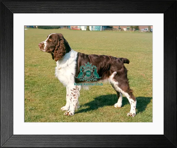 Framed Print : Spaniel (English Springer) Framed Print : Spaniel (English Springer)