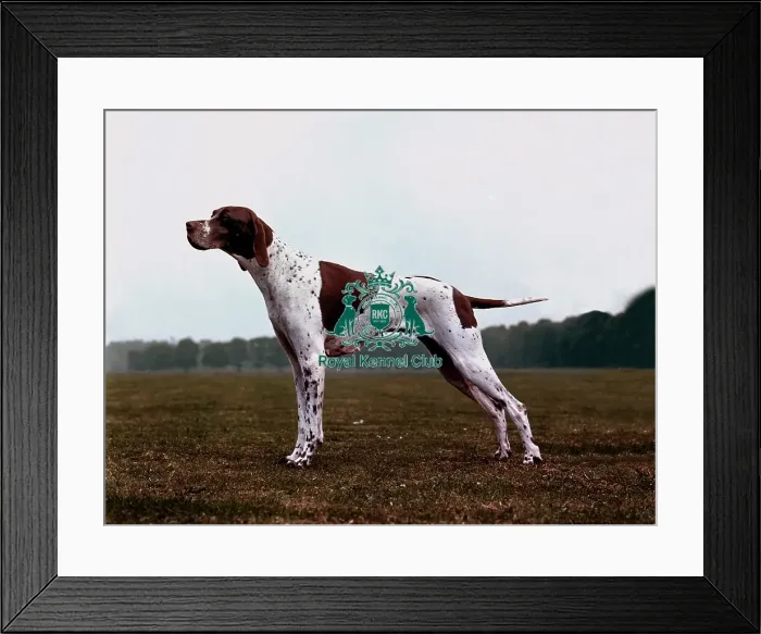 Framed Print : Pointer. per CK, ok Framed Print : Pointer. per CK, ok