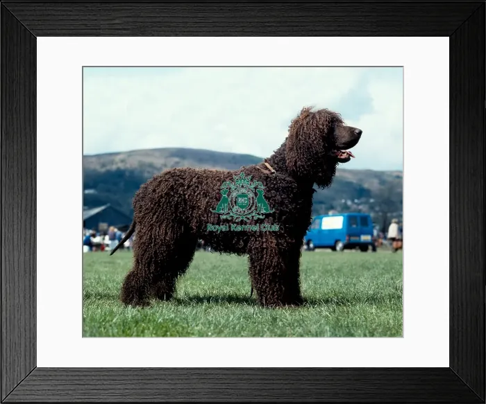 Framed Print : Spaniel-Irish Water Framed Print : Spaniel-Irish Water