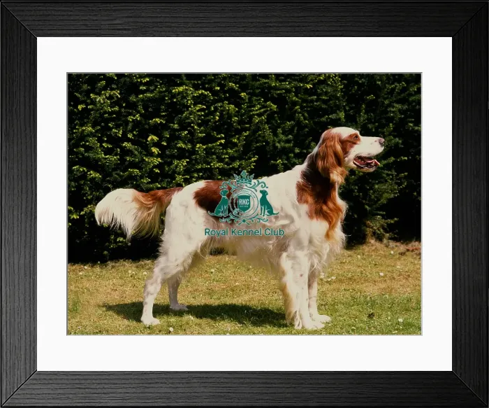 Framed Print : Irish Red and White Setter Framed Print : Irish Red and White Setter