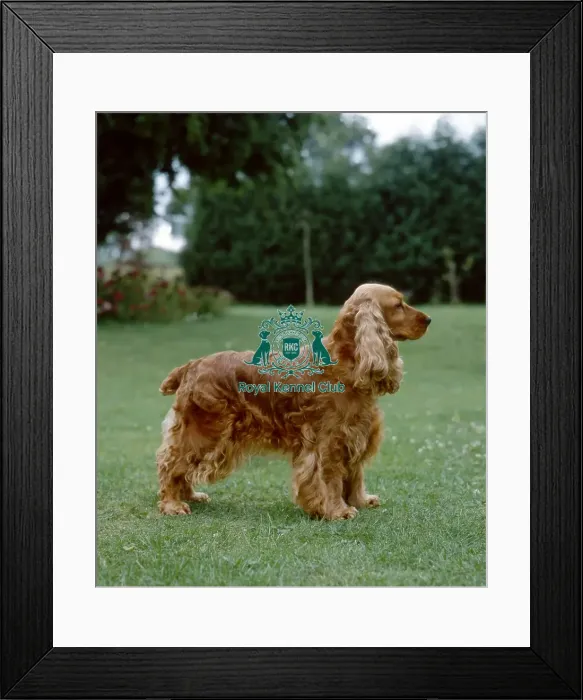 Framed Print : Spaniel-Cocker Framed Print : Spaniel-Cocker