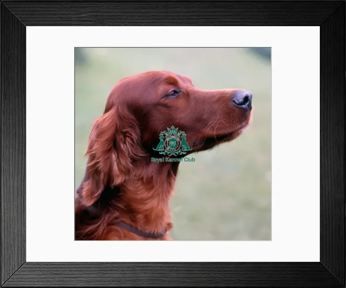 Framed Print : Irish Setter