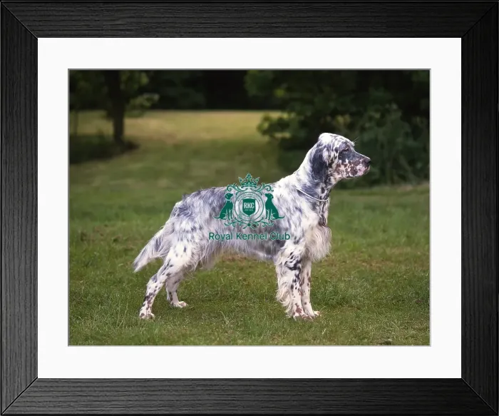 Framed Print : English Setter