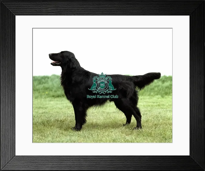 Framed Print : Retriever-Flatcoated
