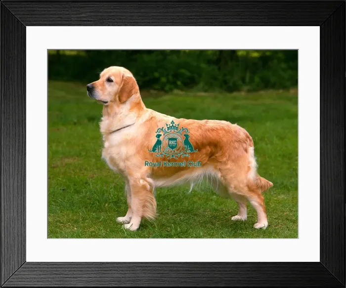 Framed Print : Retriever-Golden Framed Print : Retriever-Golden