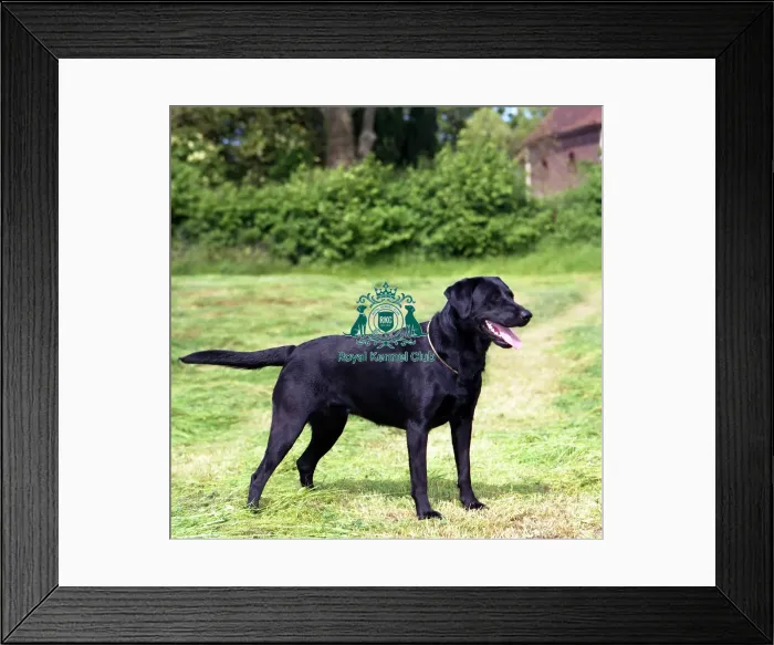Framed Print : Retriever-Labrador Framed Print : Retriever-Labrador