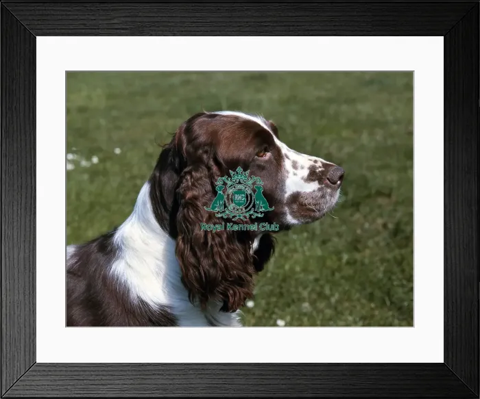 Framed Print : Spaniel-English Springer