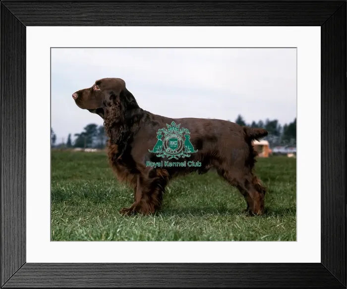 Framed Print : Spaniel-Field