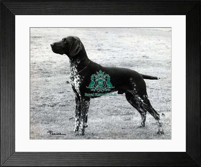 Framed Print : German Shorthaired Pointer