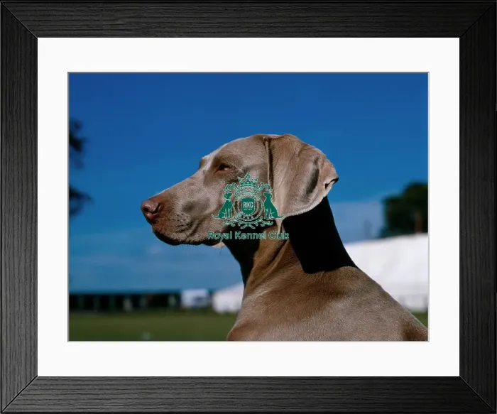 Framed Print : Weimaraner Framed Print : Weimaraner